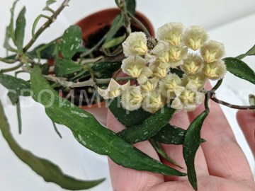Хойя Mirabilis